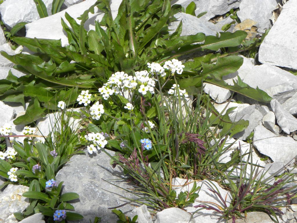 Brassicaceae: Arabis alpina